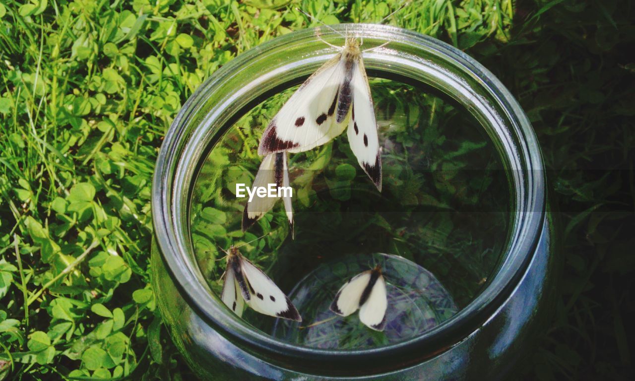 Close-up of butterflies in glass jar by plants