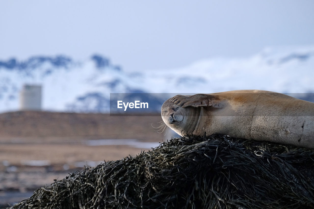 Seal on rock against snowcapped mountains