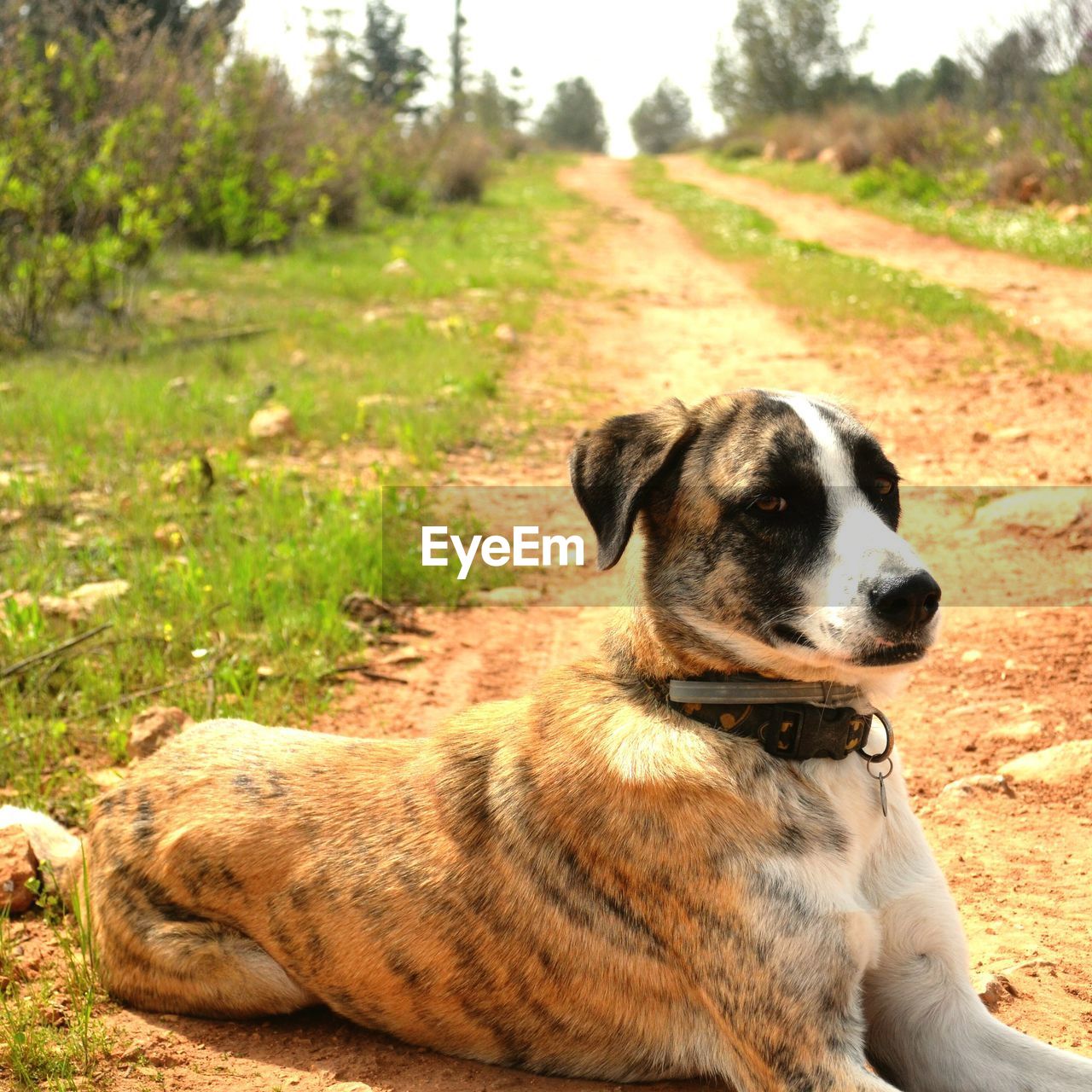 DOG RELAXING ON LAND