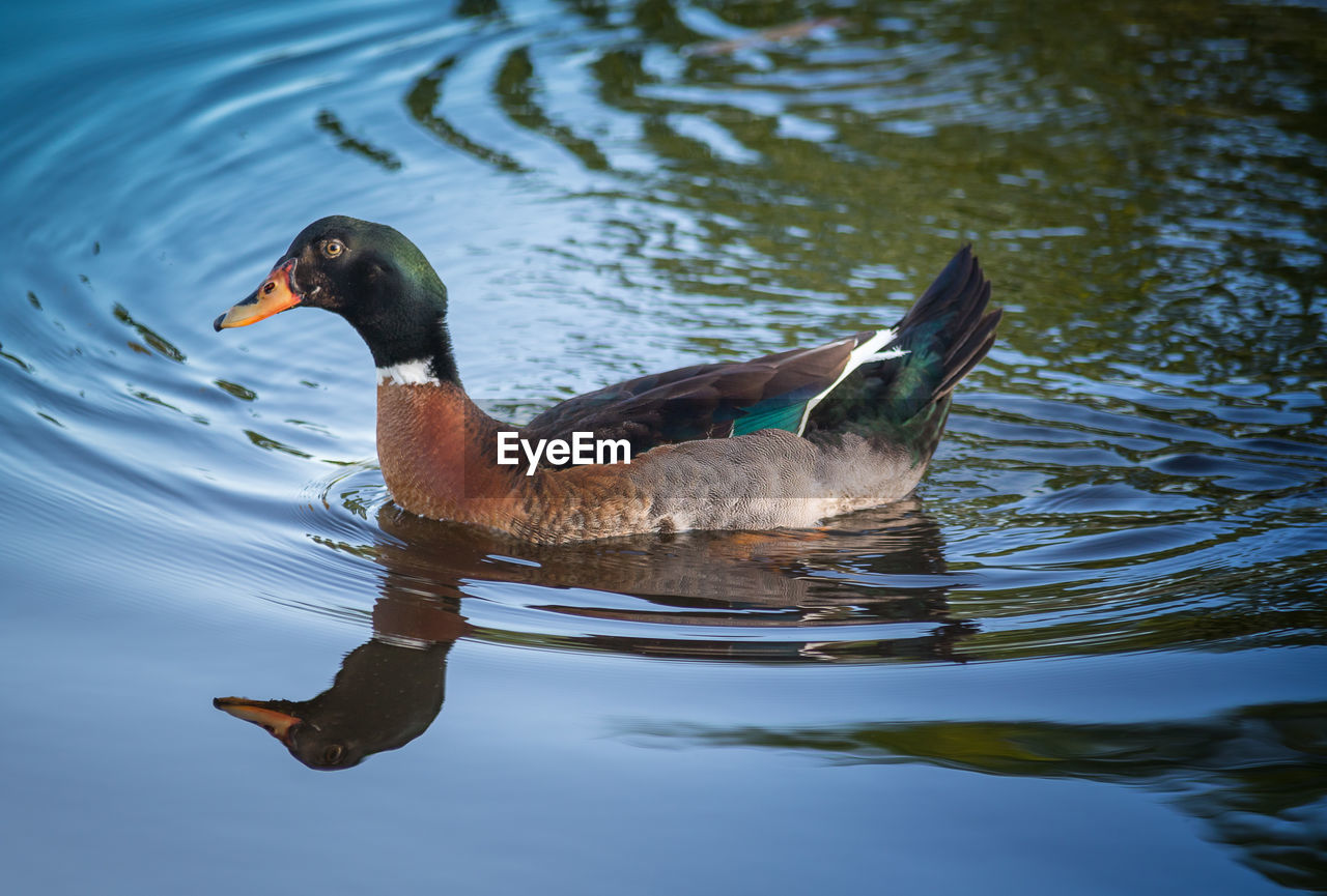 Duck swimming on lake