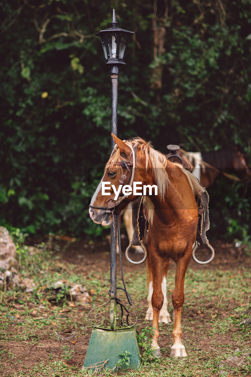 Horse standing in ranch