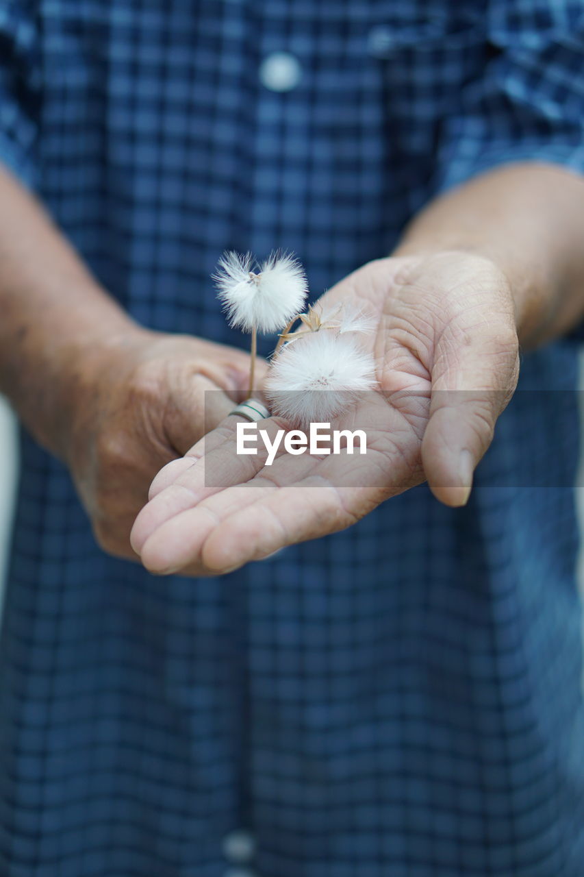 Midsection of man holding dandelion seed