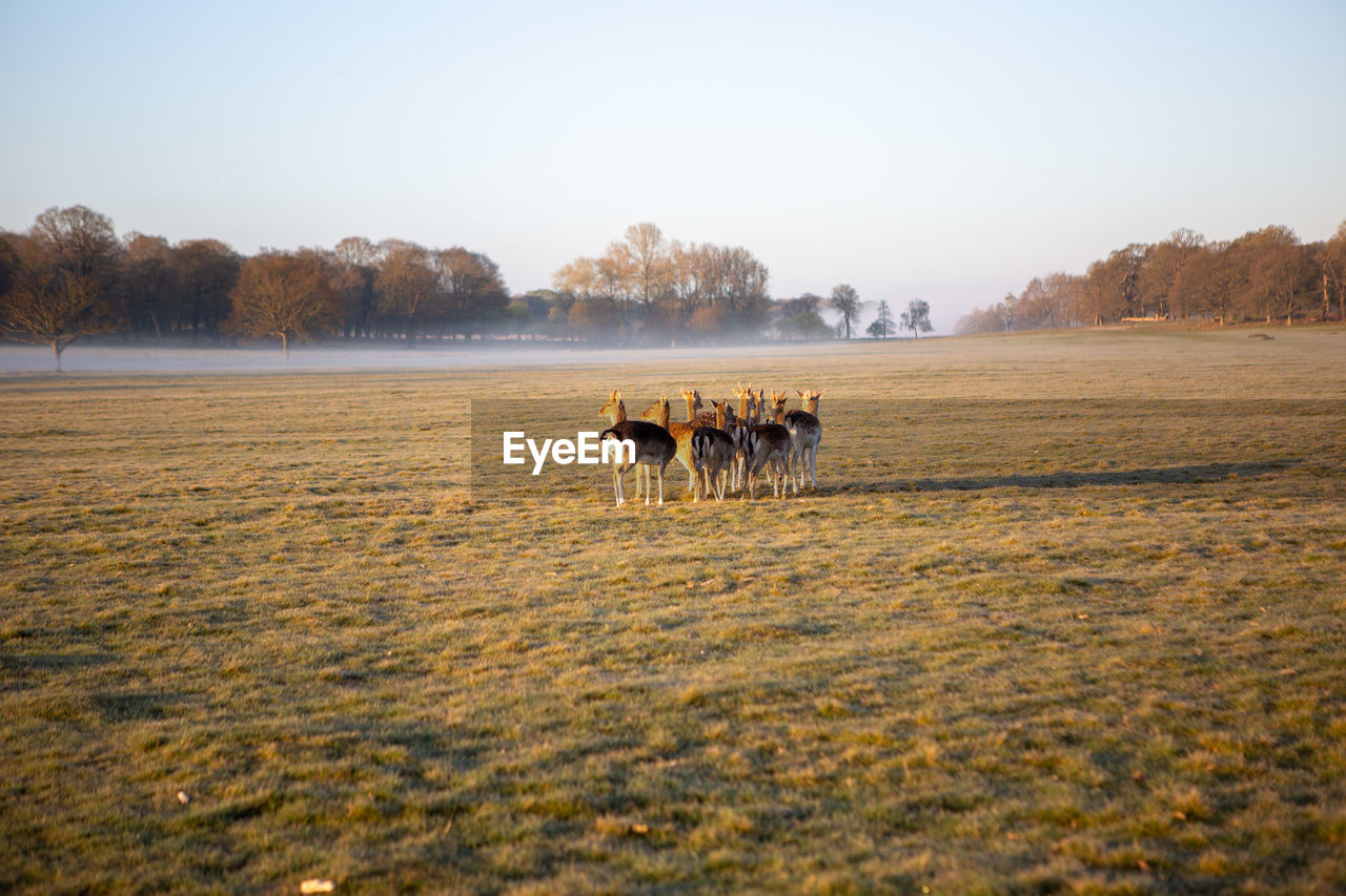 Deers in a field