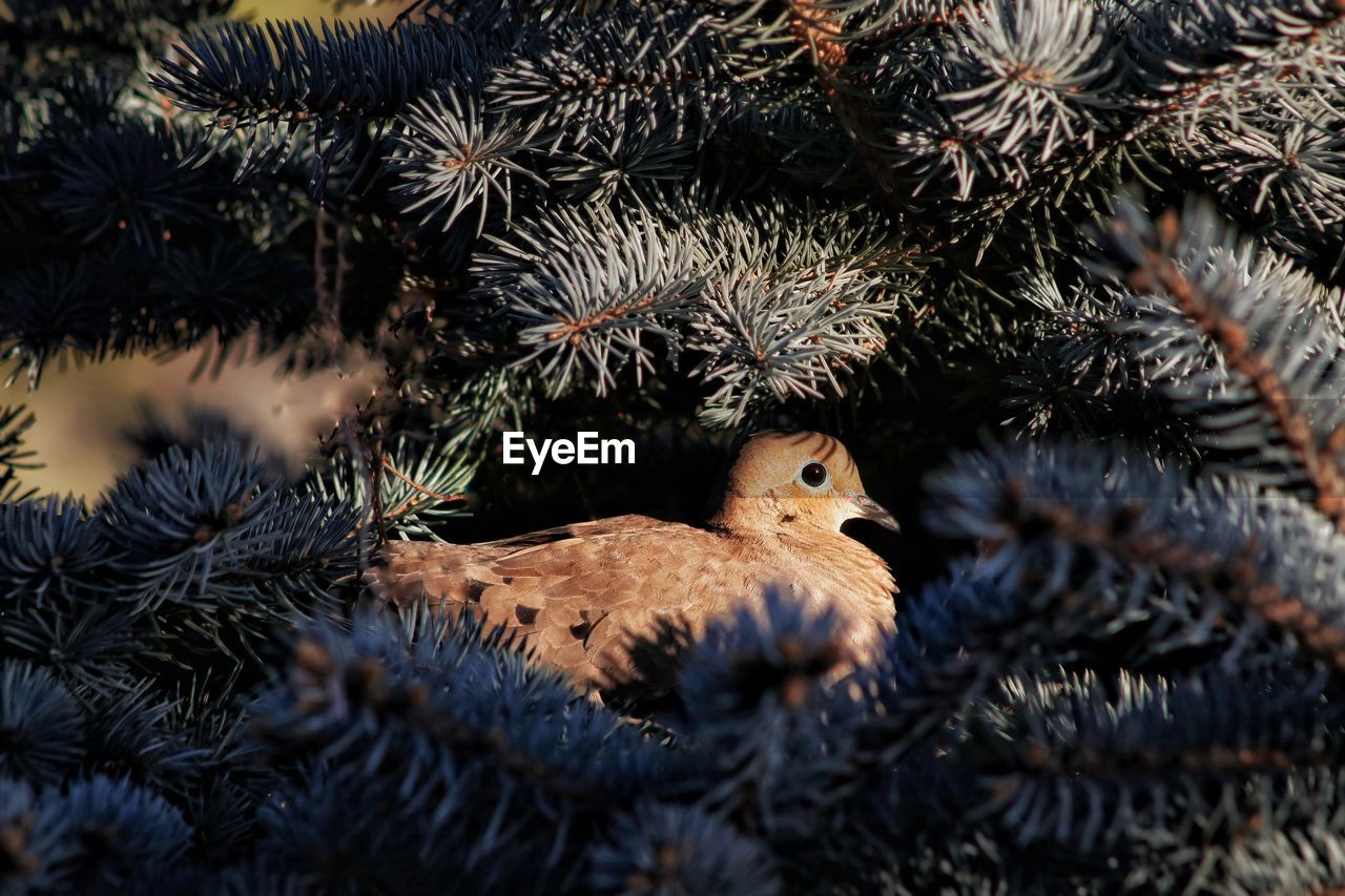 Close-up of birds on tree