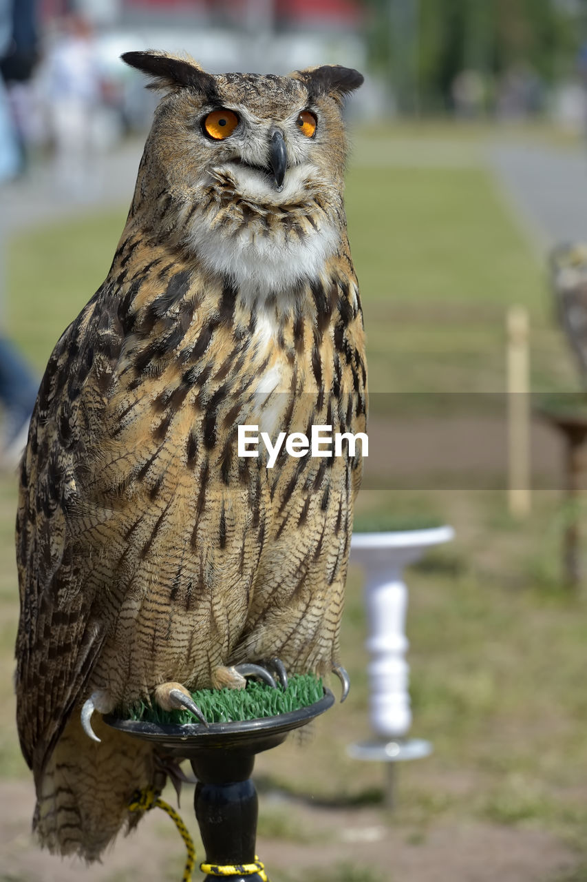 CLOSE-UP OF OWL PERCHING ON A BIRD