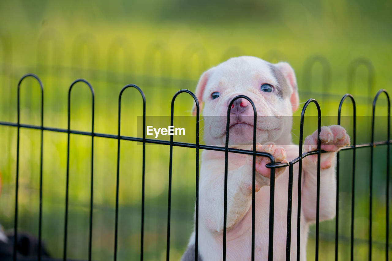 animal, animal themes, one animal, pet, mammal, domestic animals, dog, no people, canine, looking at camera, portrait, metal, cute, focus on foreground, nature, fence, green, day, animal body part