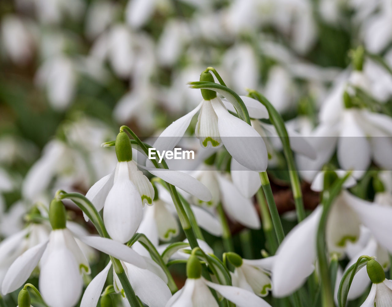 Close-up of white flowers blooming outdoors