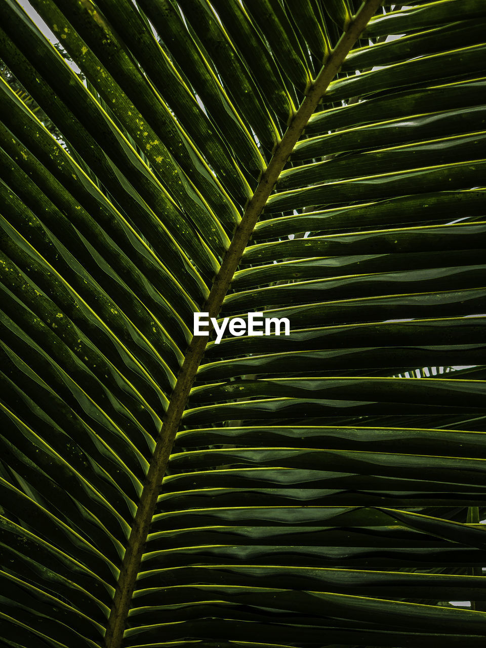 Full frame shot of palm leaves