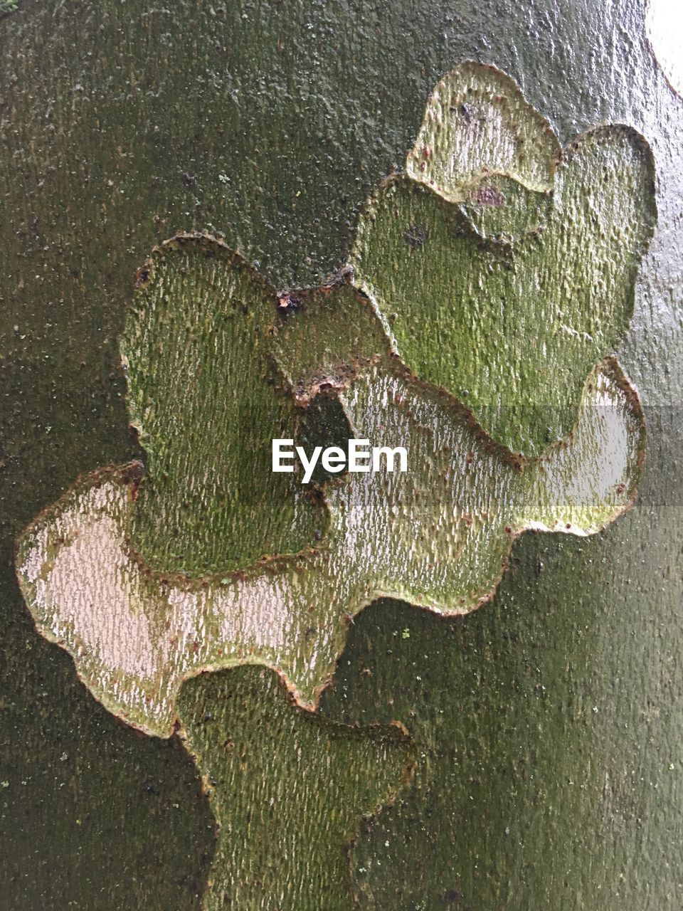 HIGH ANGLE VIEW OF A LEAF