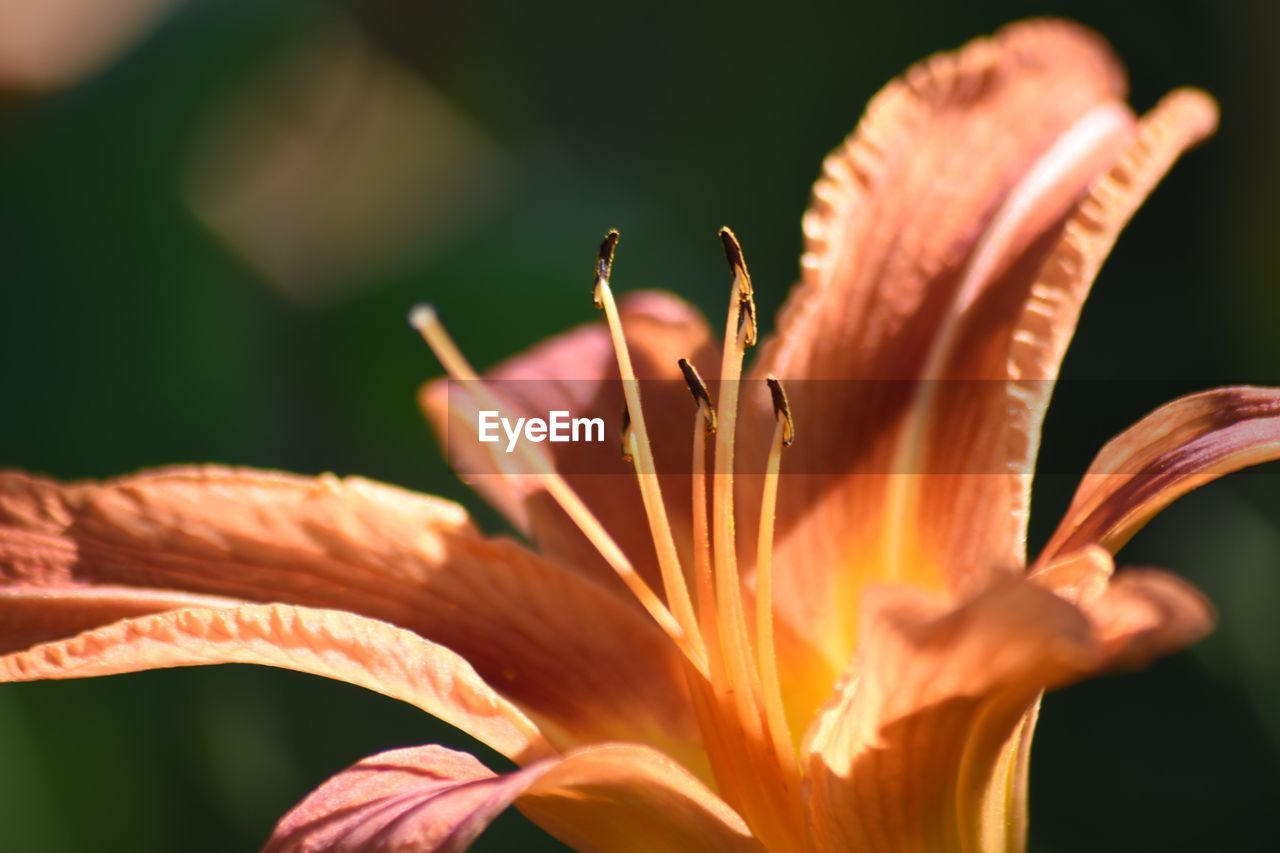 CLOSE-UP OF DAY LILY