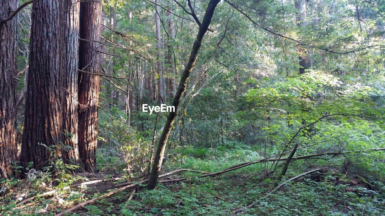 TREES ON FOREST