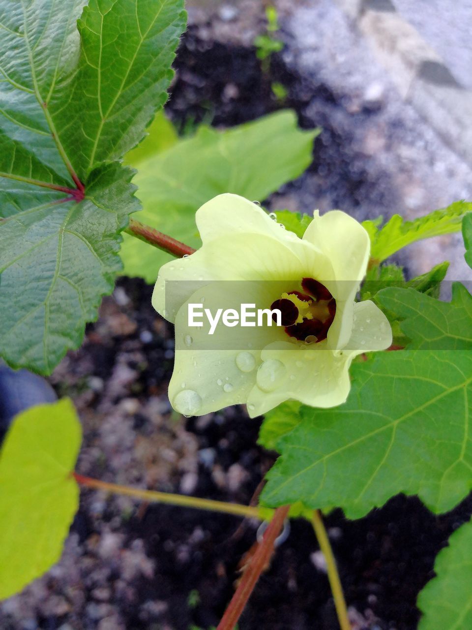 HIGH ANGLE VIEW OF FLOWERING PLANT ON LEAF