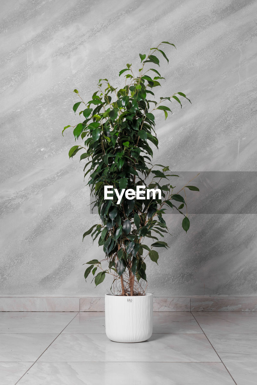 plant, houseplant, nature, growth, leaf, flowerpot, potted plant, plant part, no people, indoors, branch, green, tree, wall - building feature, flooring, wall, white, home interior, flower, freshness, food and drink, day