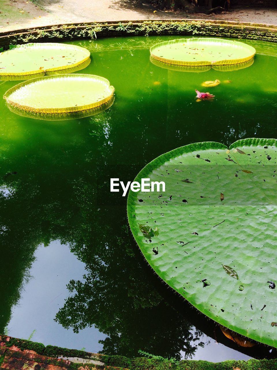 High angle view of leaves in artificial pond