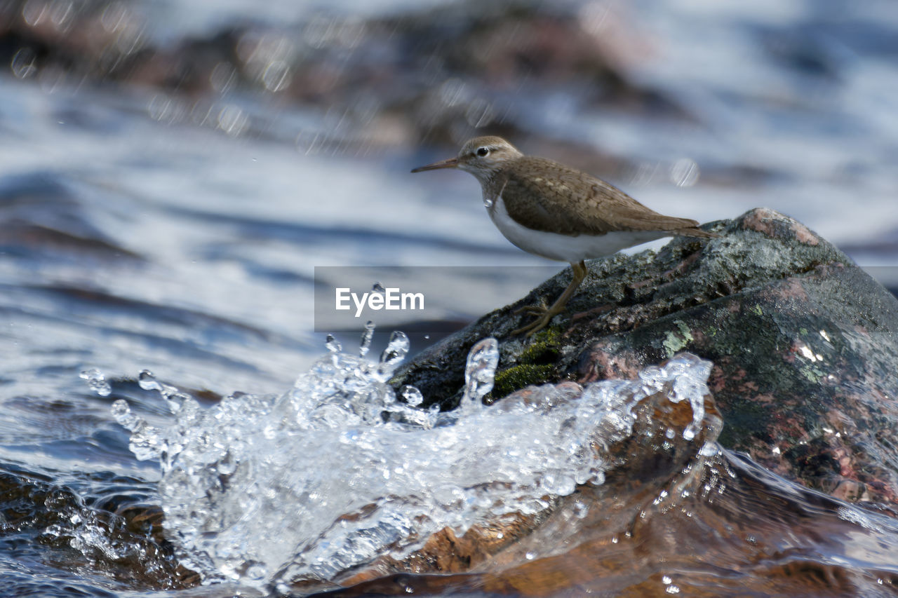 Close-up of bird on rock in river