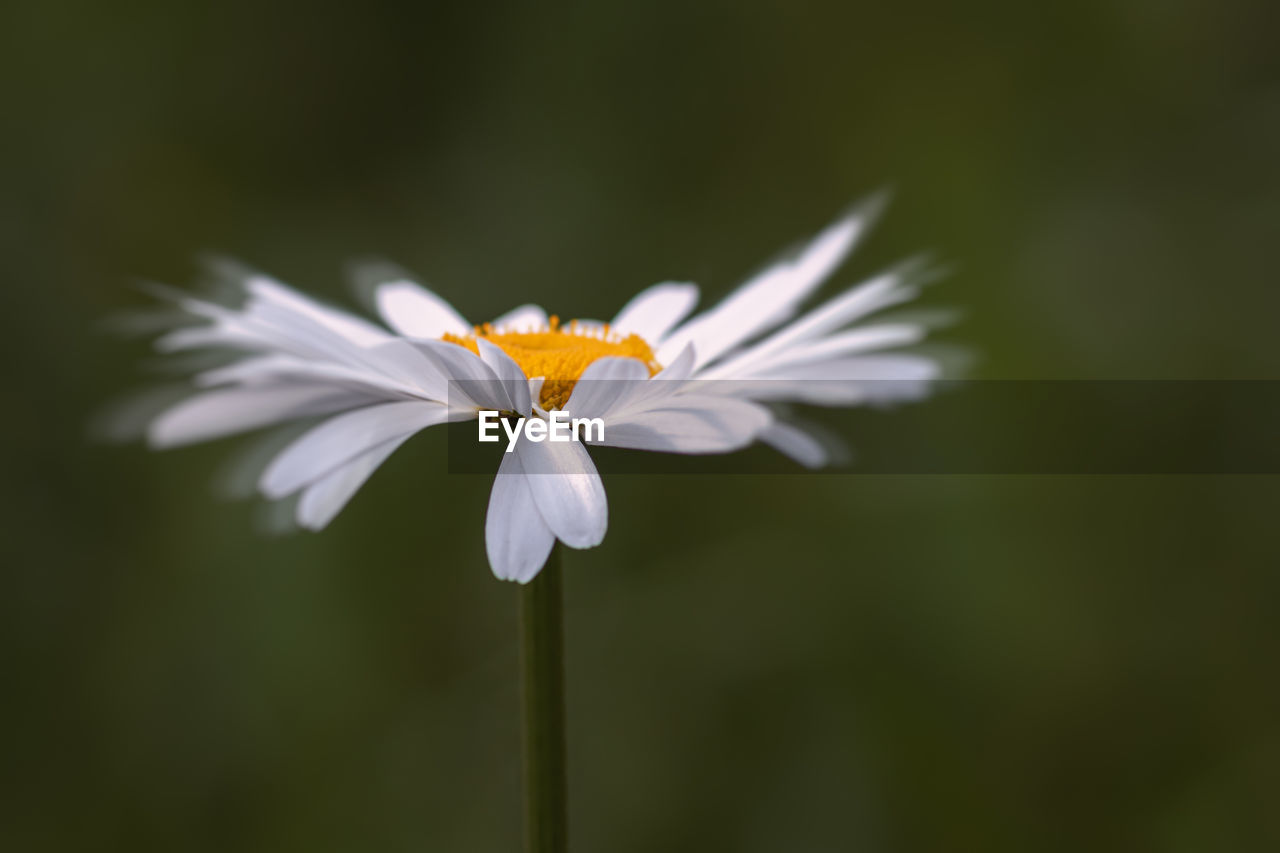 CLOSE-UP OF WHITE FLOWER AGAINST BLURRED BACKGROUND