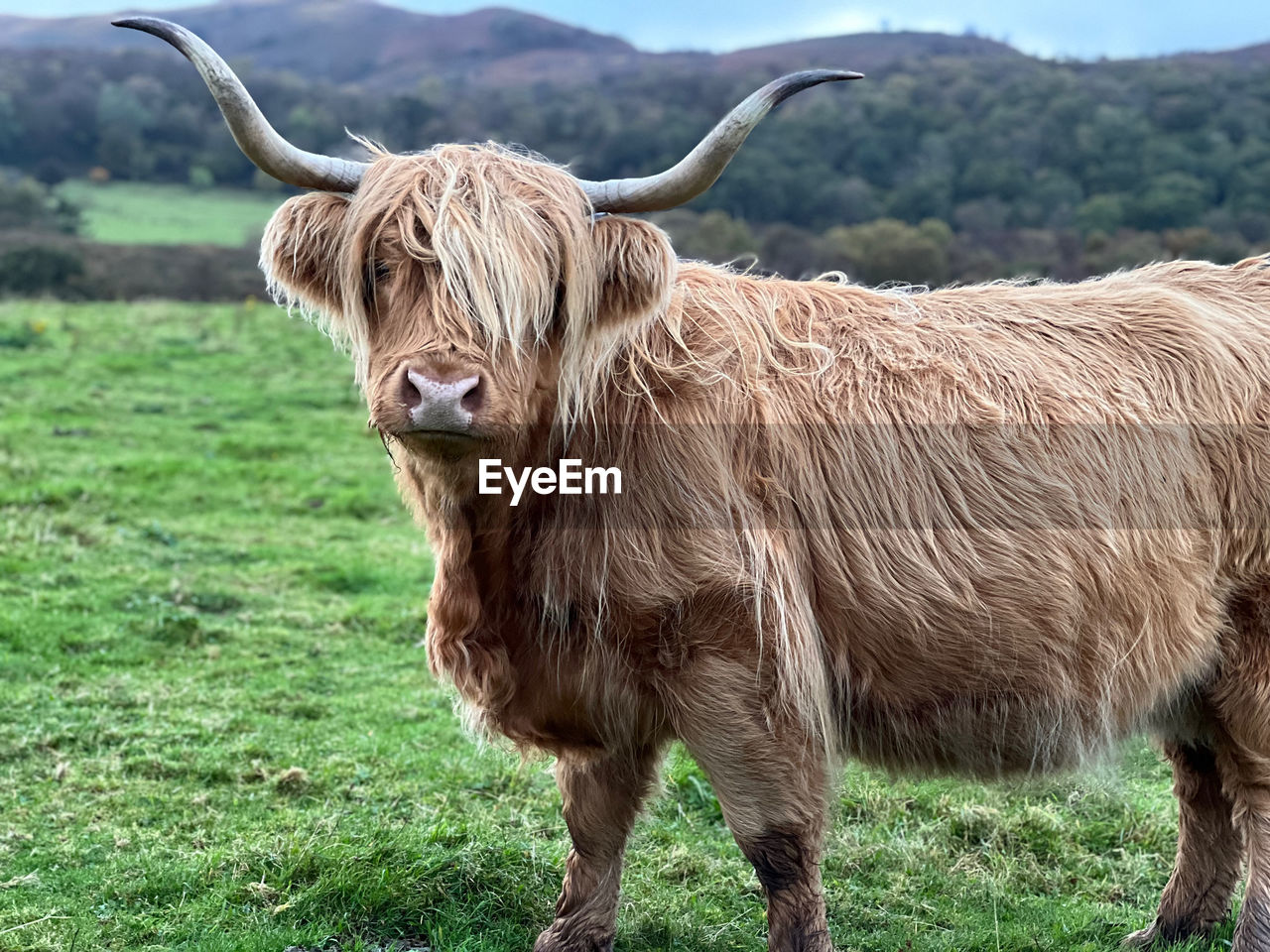 Highland cow