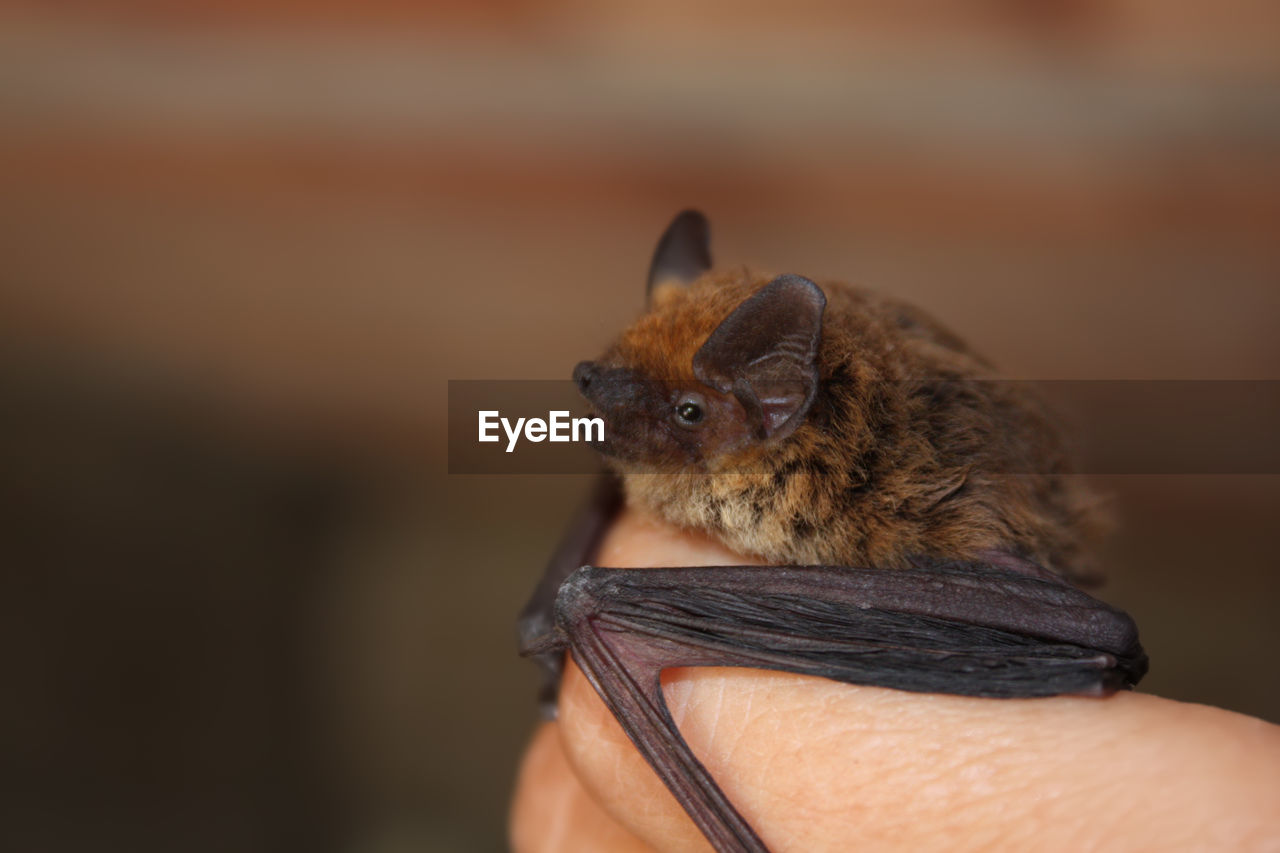 Small european common bat on human hand.