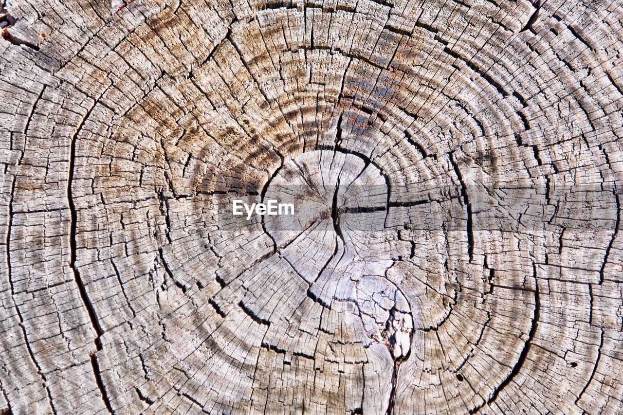 Full frame shot of tree stump in forest