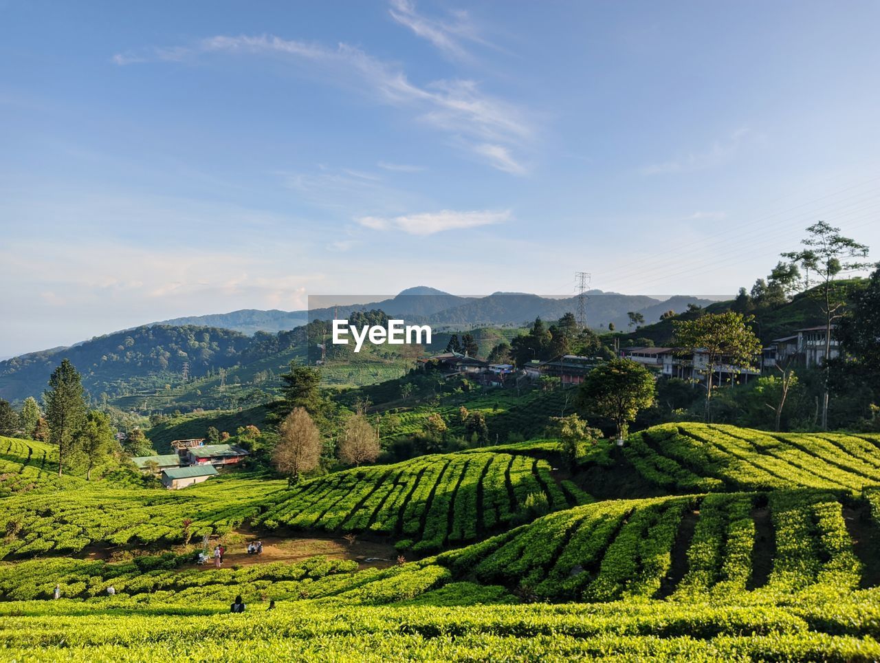 The expanse of green tea plantations is like a rug against a bright blue sky background