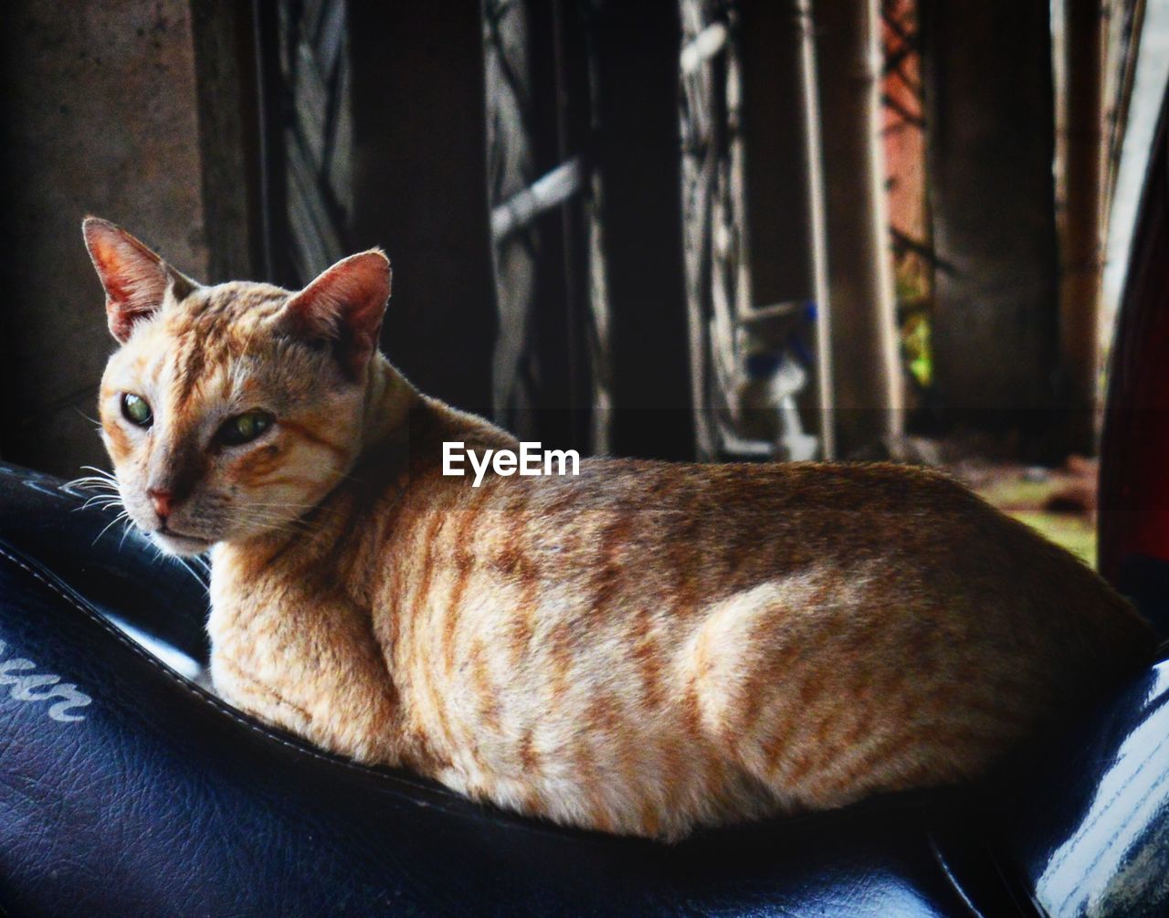 CLOSE-UP PORTRAIT OF GINGER CAT SITTING