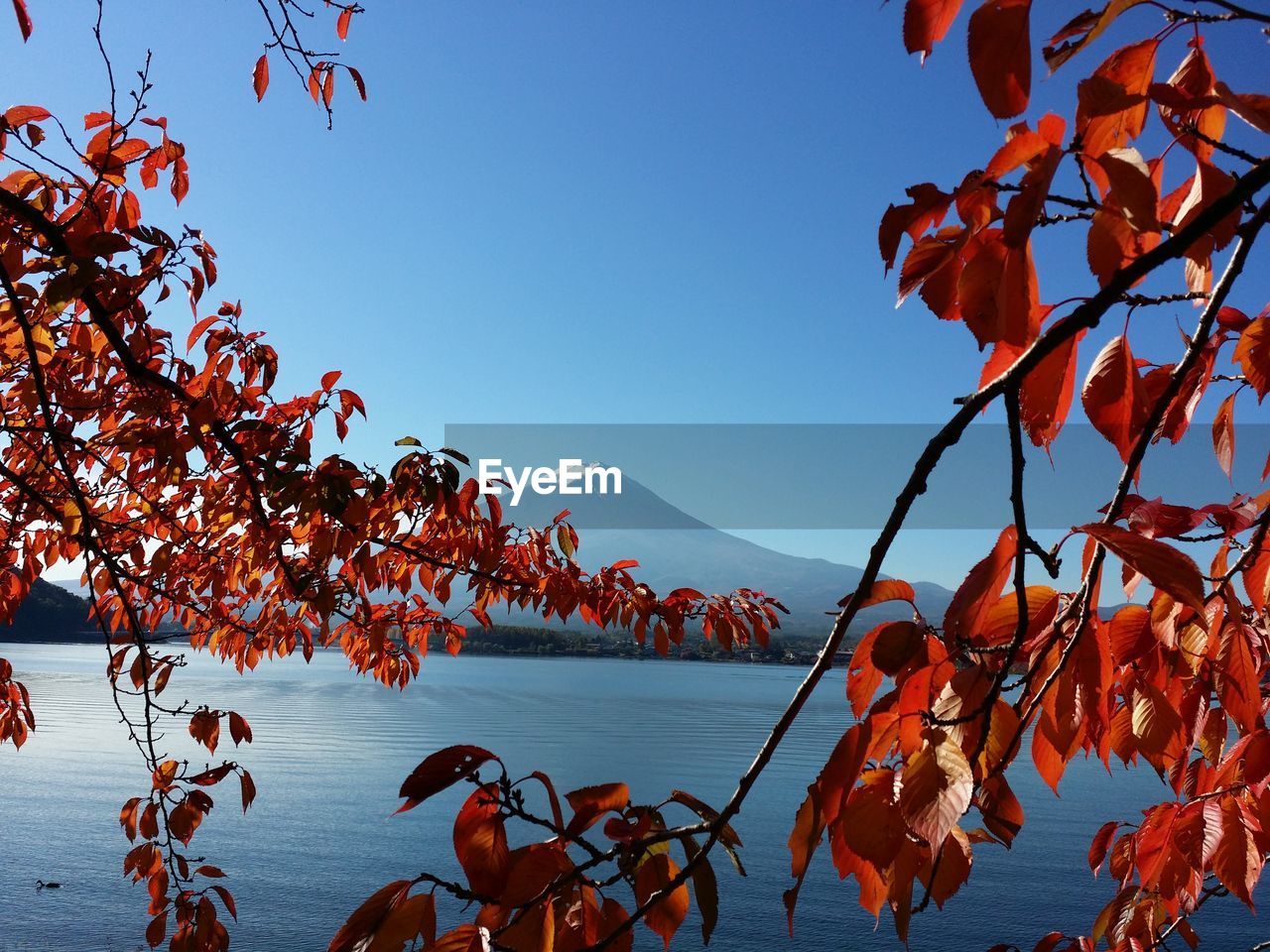 Autumn trees against clear sky