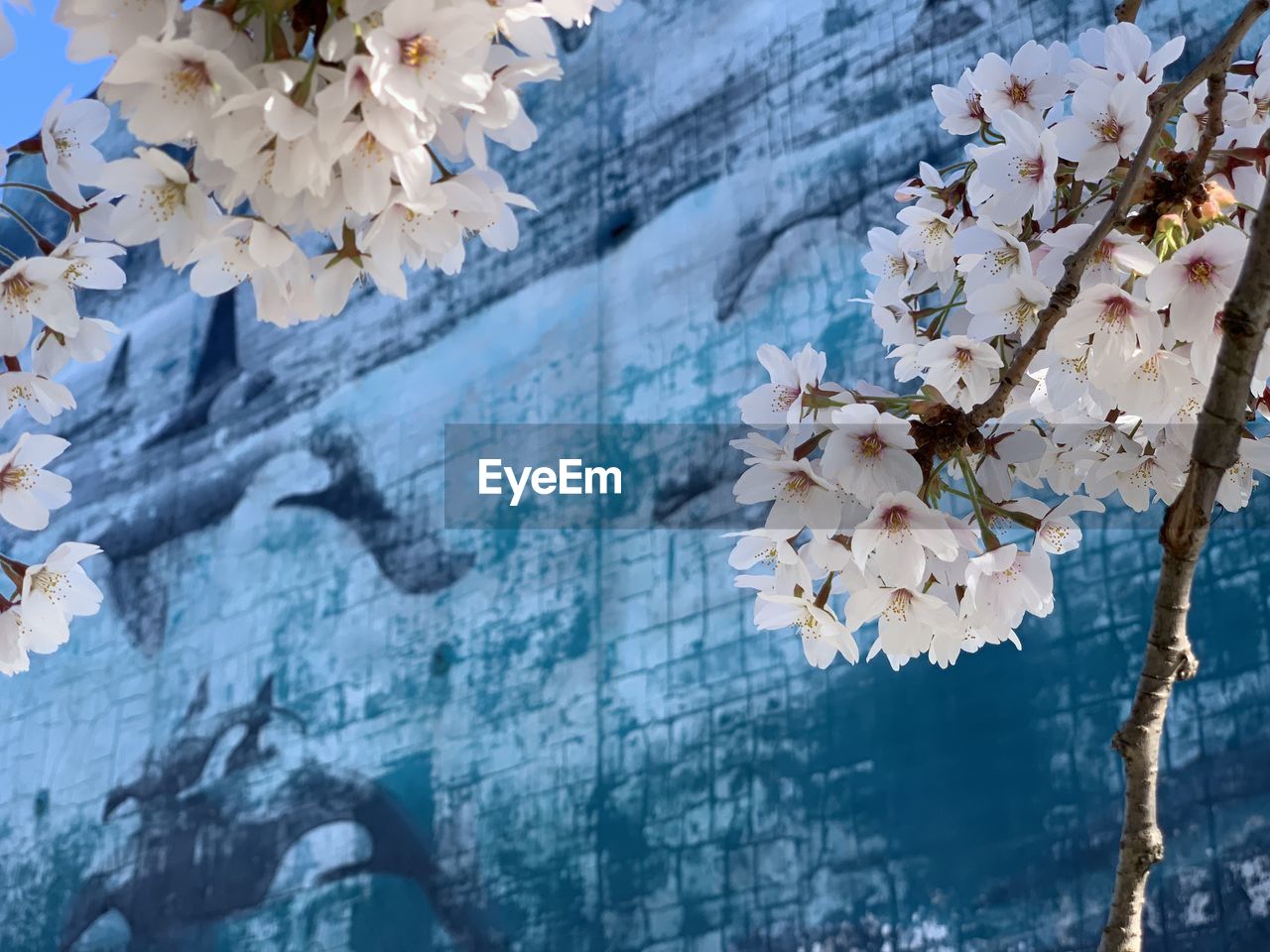 Close-up of white cherry blossoms against whale painting muriel in victoria vancouver island 
