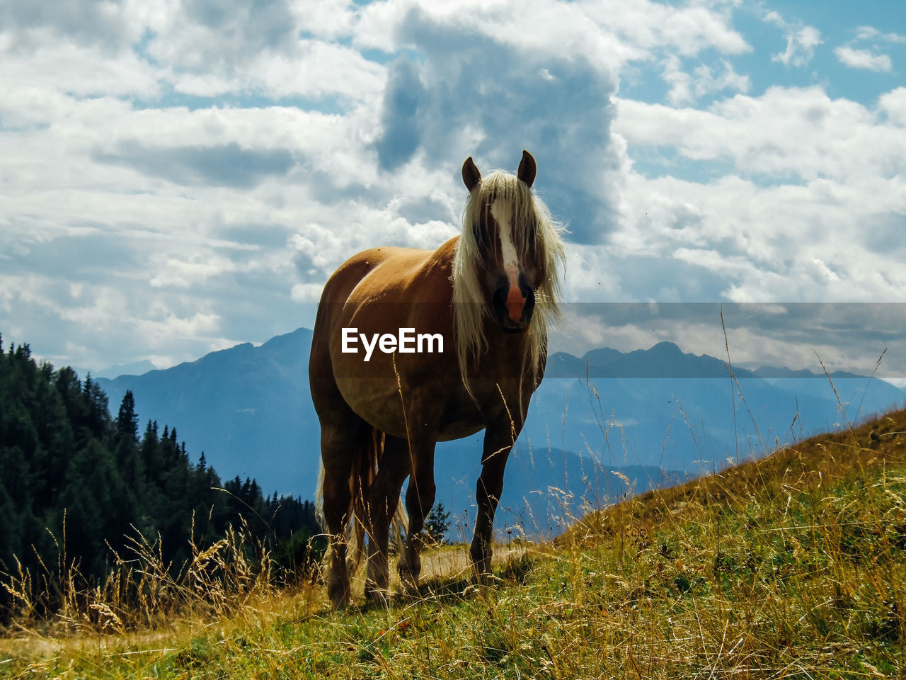 HORSE STANDING ON FIELD