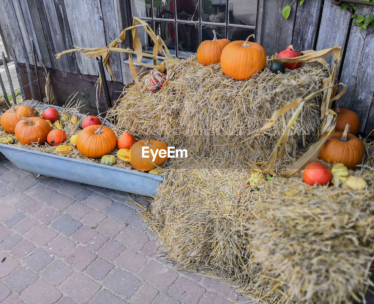 Pumpkins on hay in container