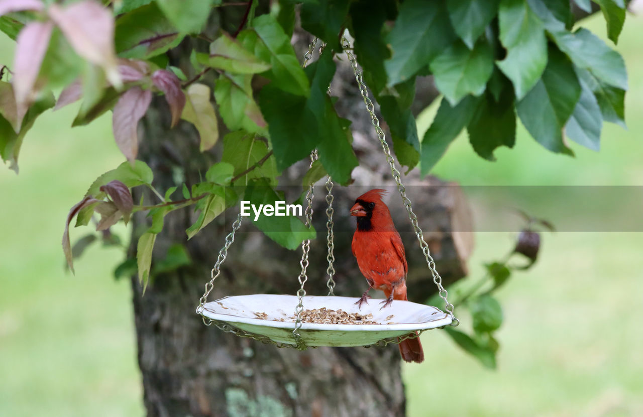 VIEW OF BIRD PERCHING ON A TREE