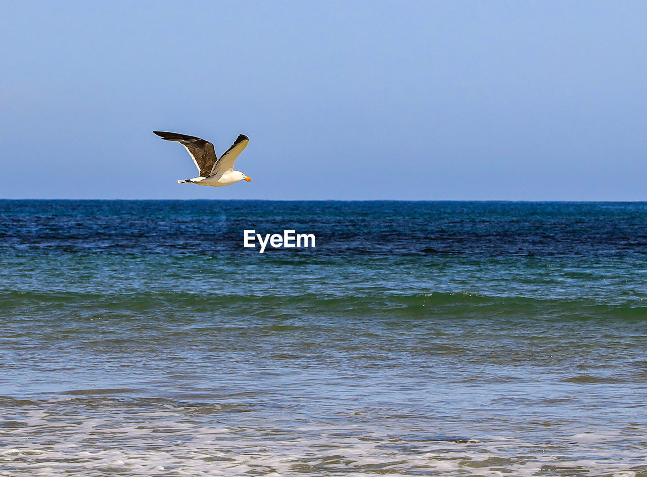 Seagull flying over sea against clear sky