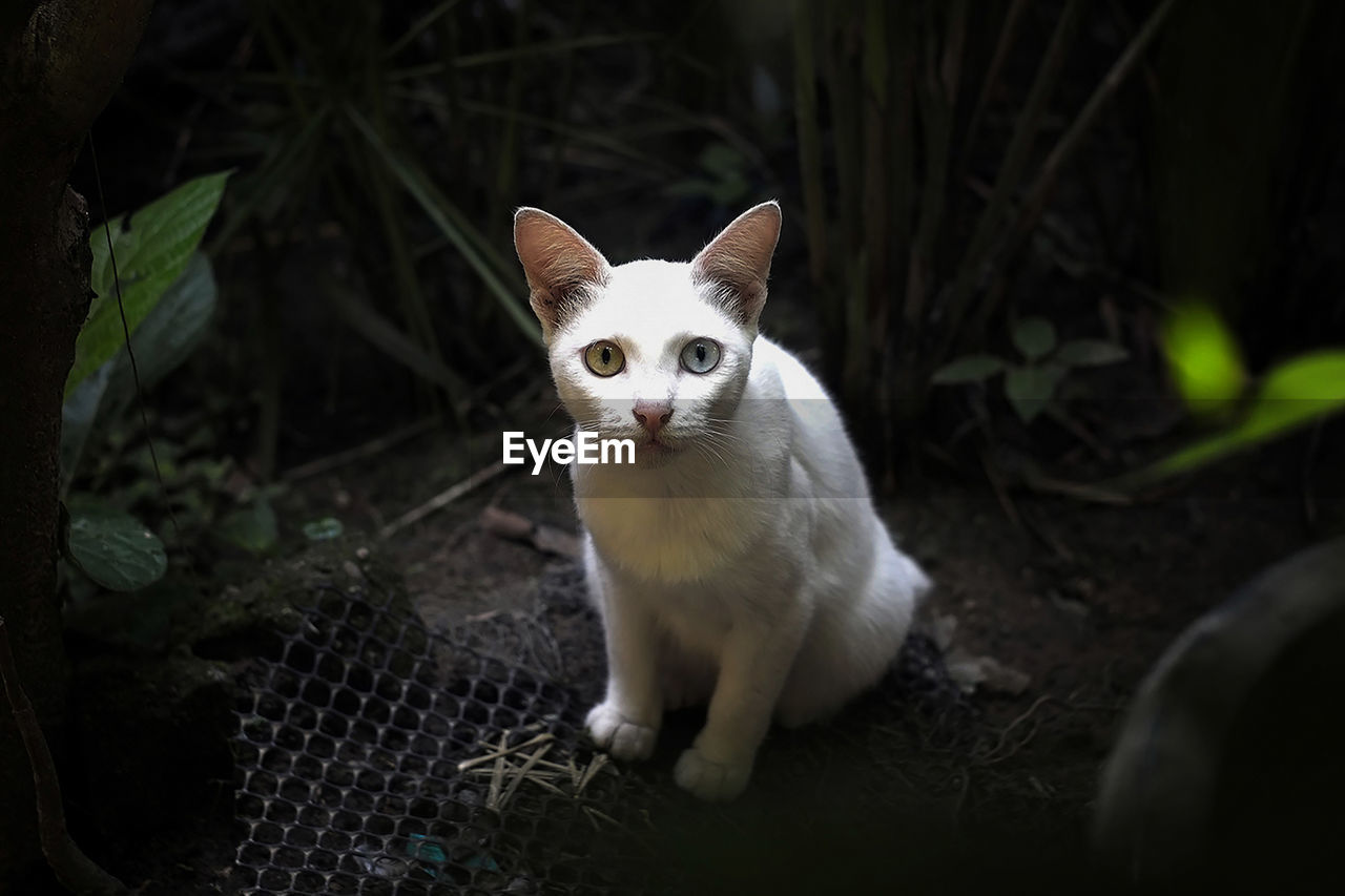 Portrait of white cat sitting on metal grate in backyard