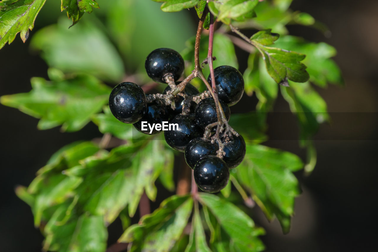 CLOSE-UP OF GRAPES ON PLANT