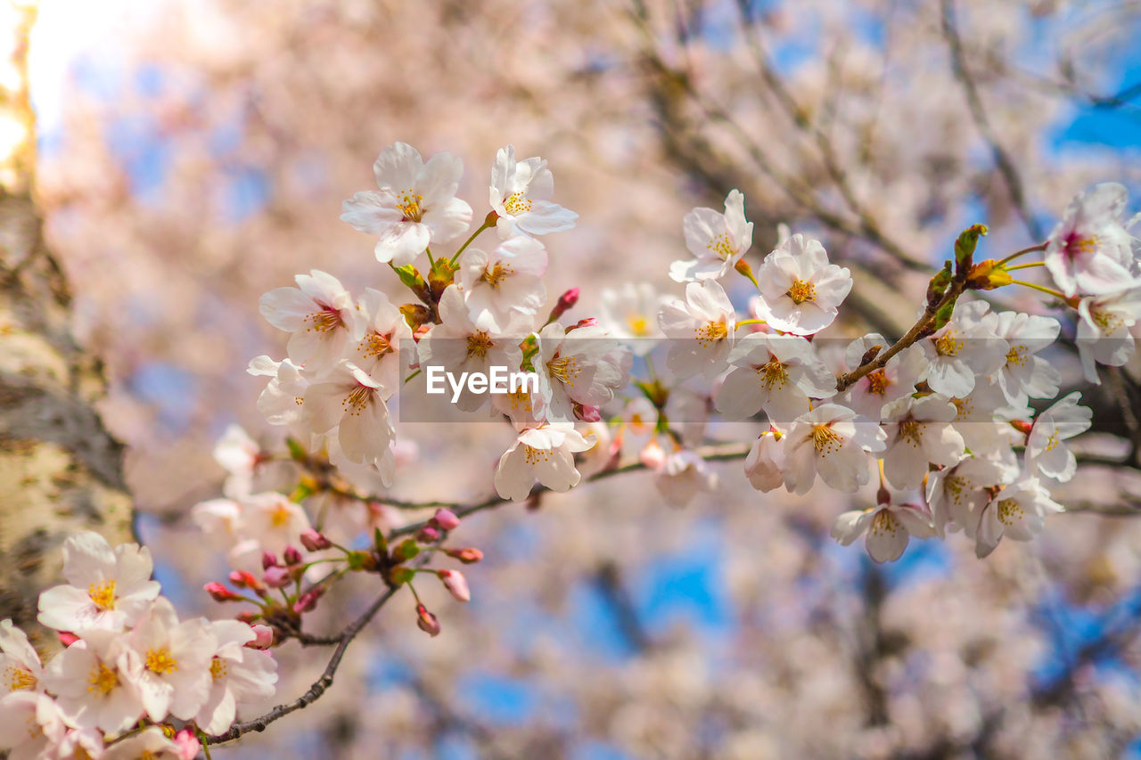 CLOSE-UP OF CHERRY BLOSSOMS