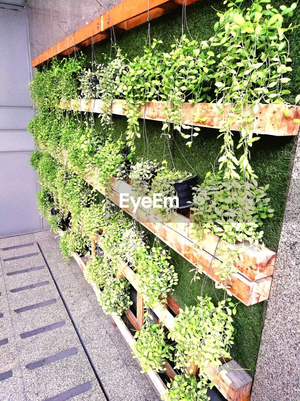 HIGH ANGLE VIEW OF FRESH GREEN PLANTS IN FARM