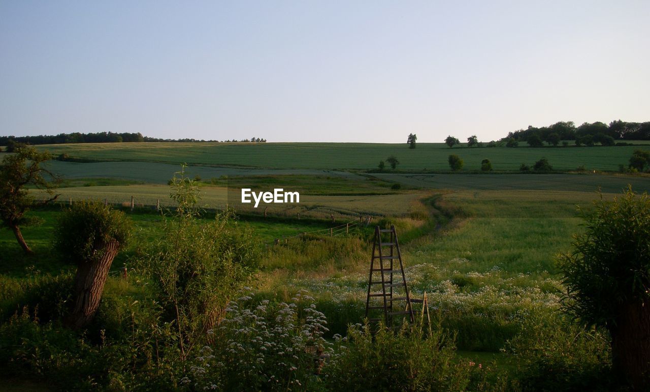 SCENIC VIEW OF FARM AGAINST CLEAR SKY