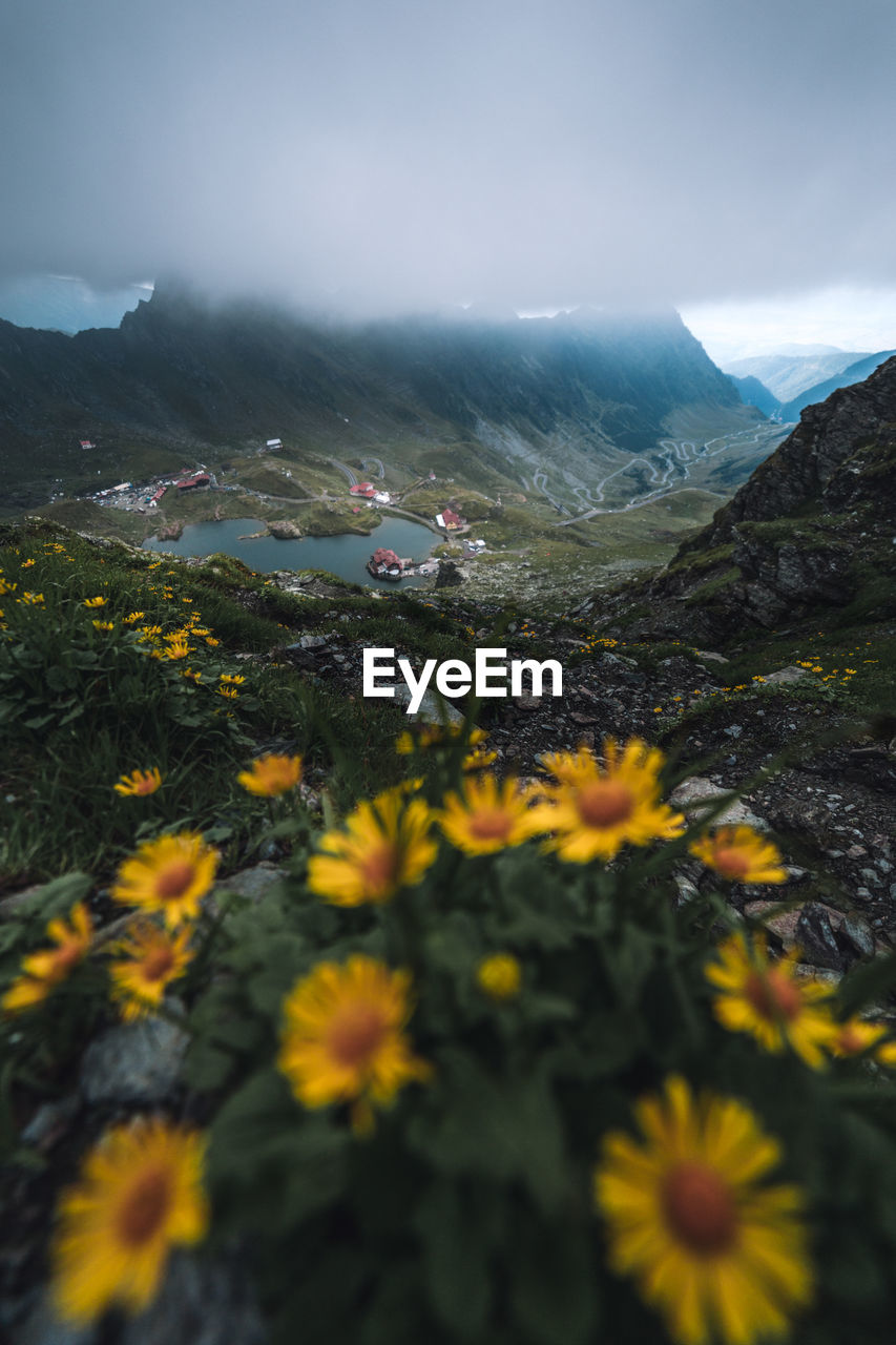 Scenic view of yellow and mountains against sky