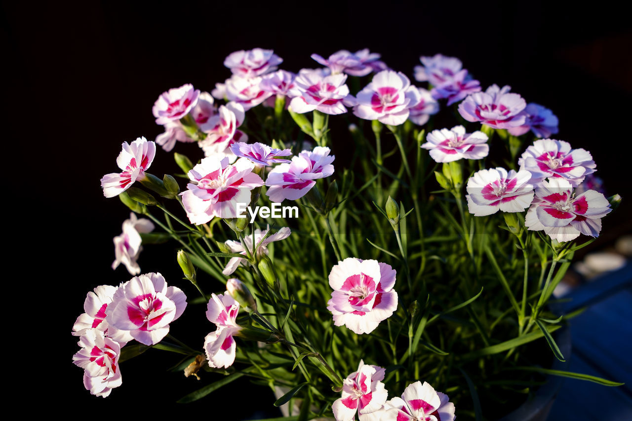 CLOSE-UP OF PINK FLOWERING PLANTS