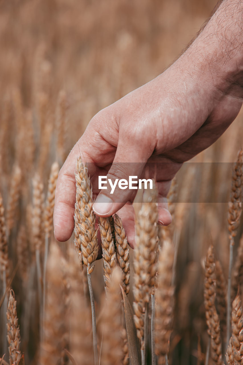 Close-up of a hand holding wheat