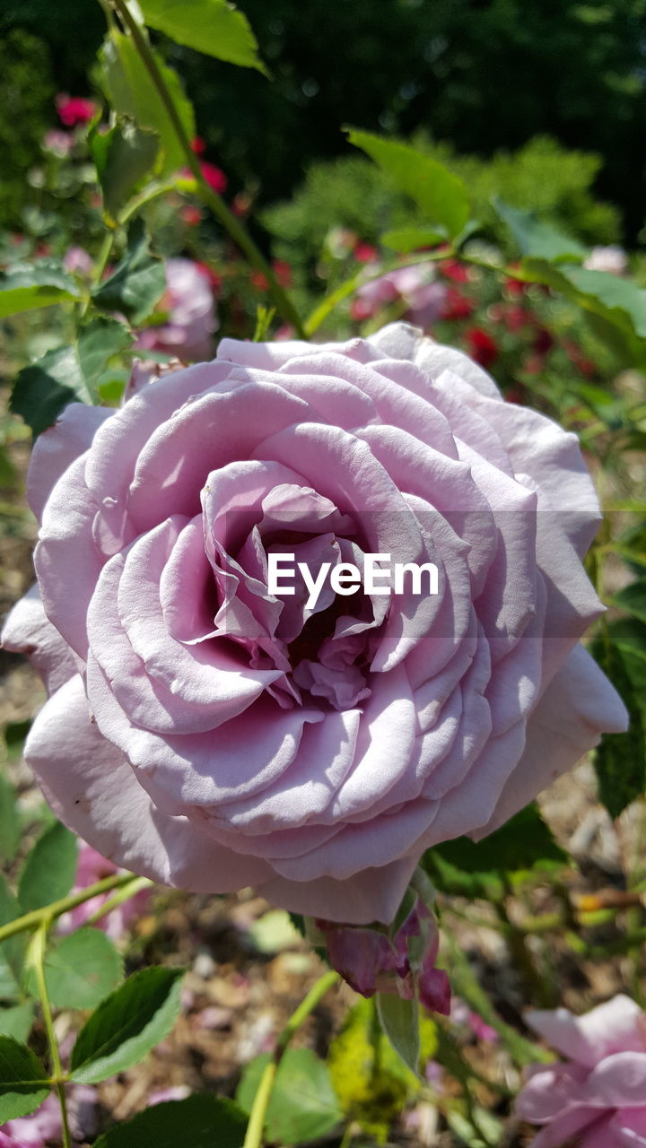 CLOSE-UP OF PINK FLOWERS