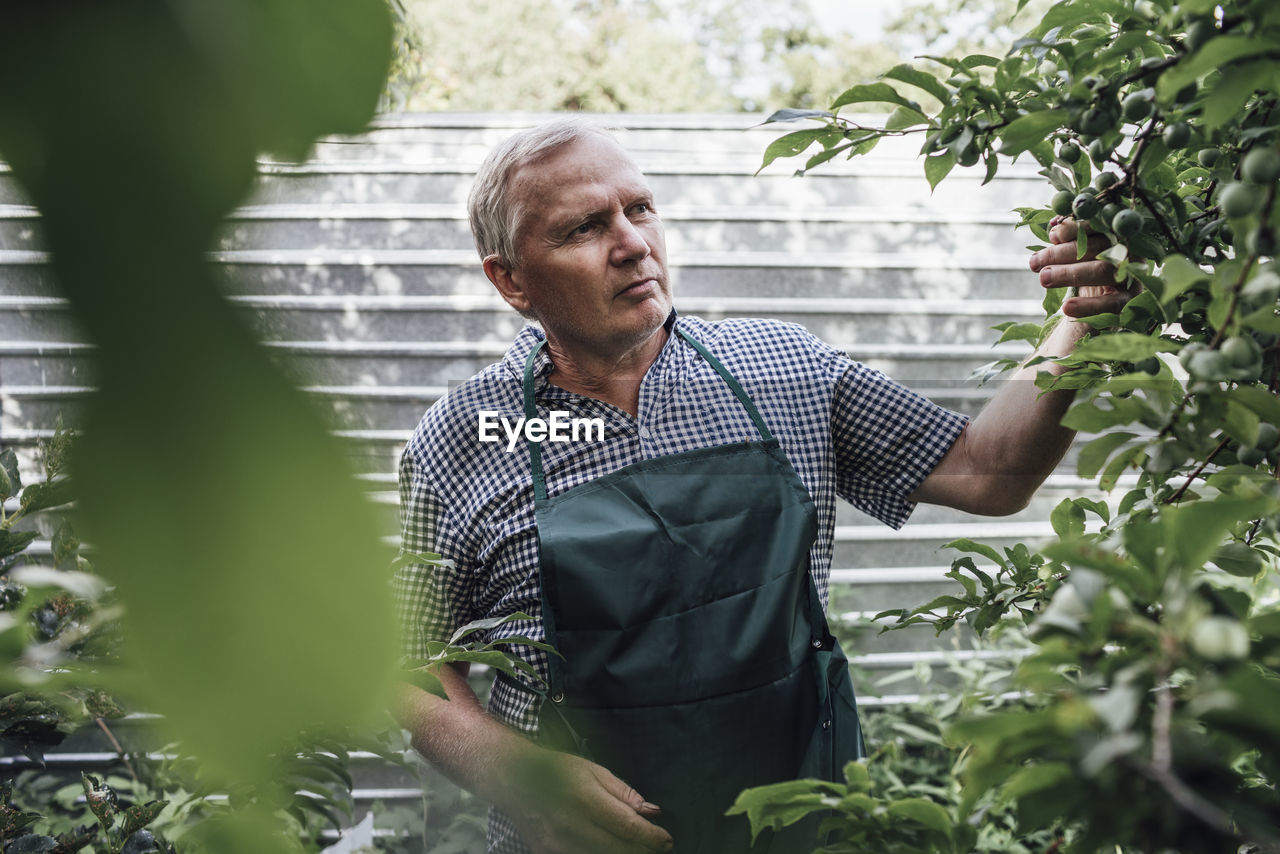 Gardener looking at apple tree in garden