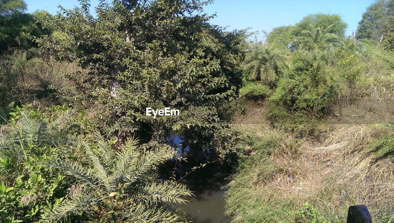 Trees growing in pond