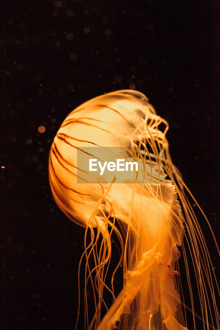 Close-up of illuminated jellyfish swimming against black background