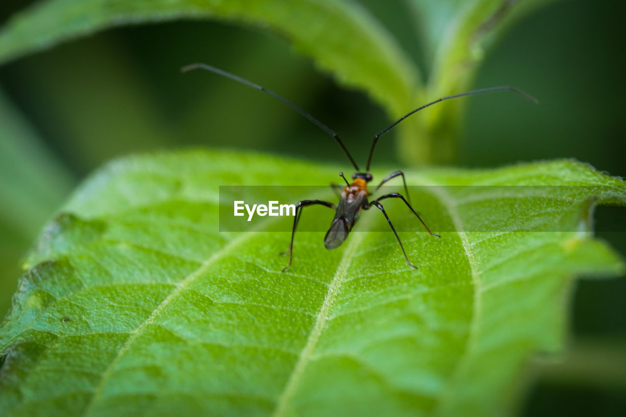 INSECT ON LEAF