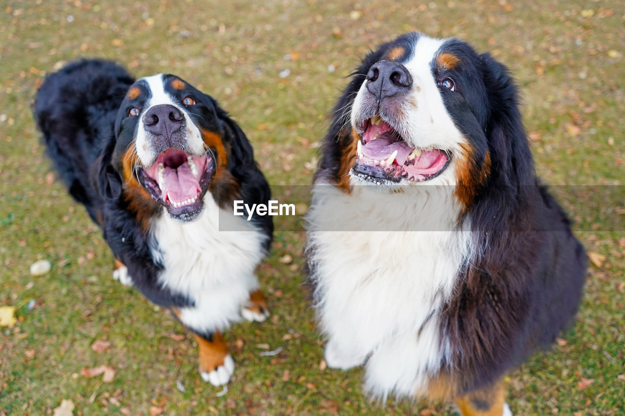 Two happy bernese mountain dogs sitting on grass, mouths open.