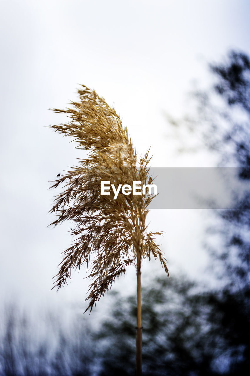 Close-up of thistle against sky