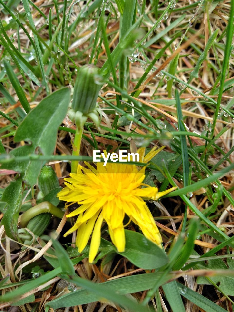 CLOSE-UP OF YELLOW FLOWERING PLANTS ON LAND