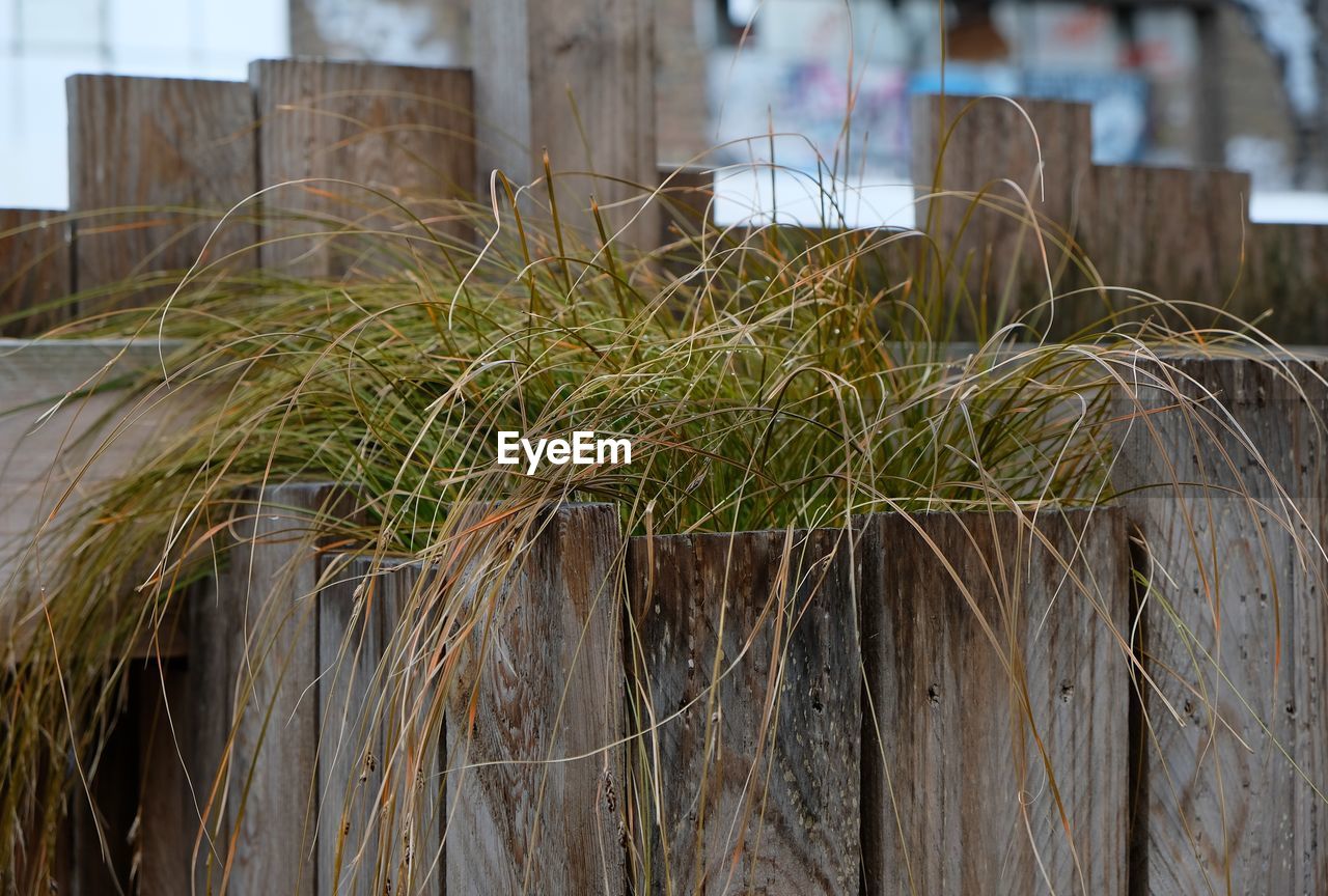 CLOSE-UP OF GRASS ON GRASSLAND