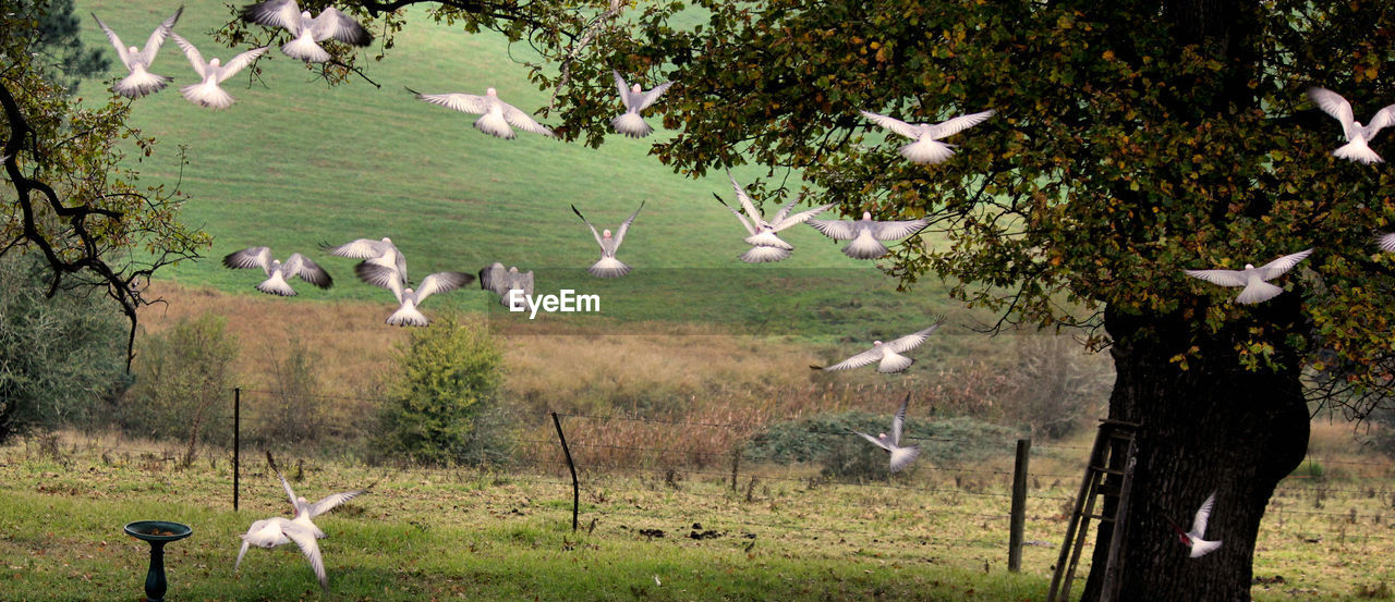 Birds flying over grassy field
