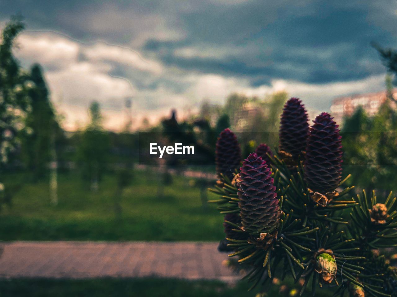 CLOSE-UP OF CACTUS GROWING ON FIELD